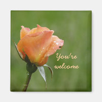 roses are orange