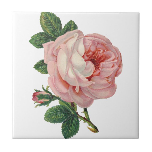 Roses are Pink Ceramic Tile (Front)