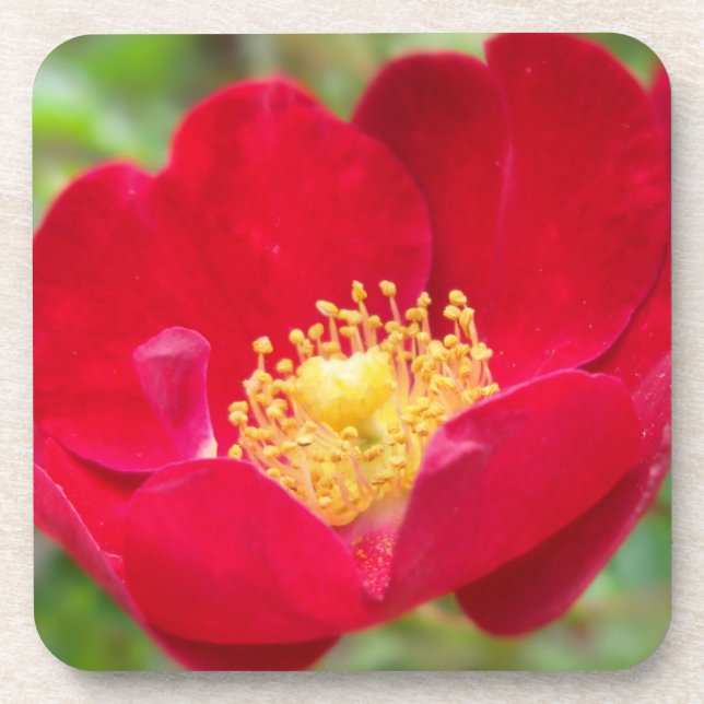 Roses Are Red Cork Coaster (Front)