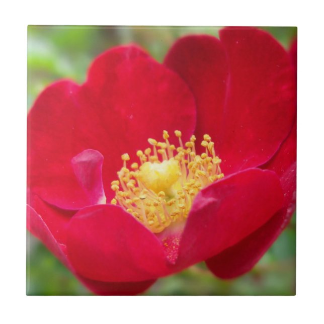 Roses Are Red Decorative Tile (Front)