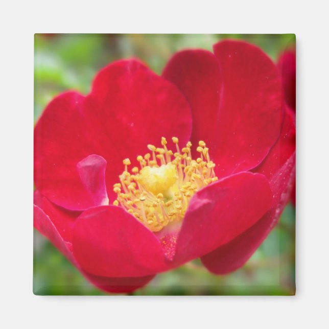 Roses Are Red Magnet (Front)