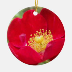 Roses Are Red Ornament