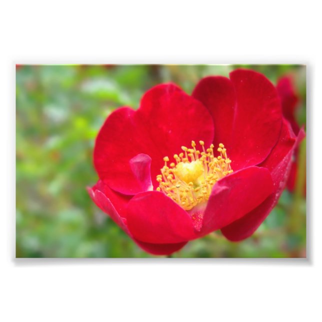 Roses Are Red Photo Print (Front)