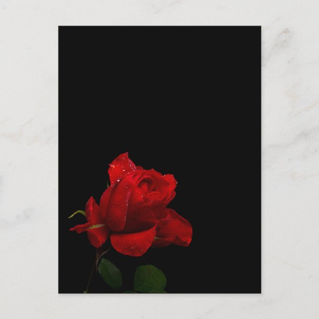 Roses Are Red Postcard (Front)