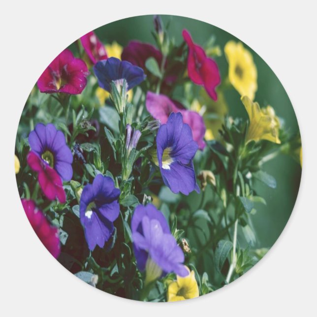 roses are smart classic round sticker (Front)