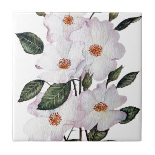 Roses 'Ballerina' Floral Art Ceramic Tile