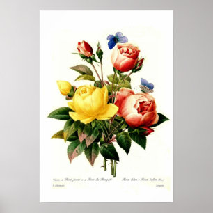 Roses by Pierre-Joseph Redouté Poster