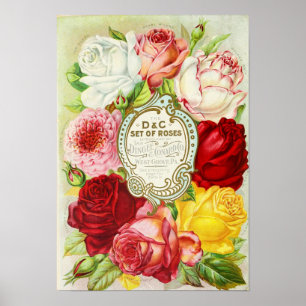 Roses Dingee and Conard Company Seed Catalogue Poster