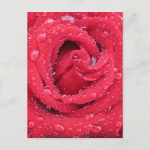 roses flowers blossoms petals water droplets postcard
