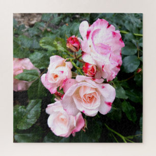 Roses Flowers , Pink Red White Roses Jigsaw Puzzle
