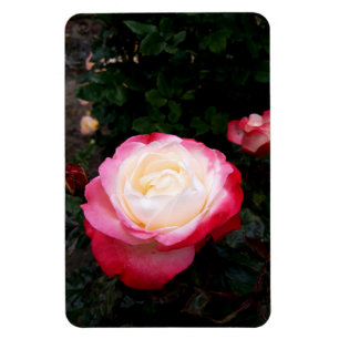 Roses Flowers , Pink Red White Roses Magnet