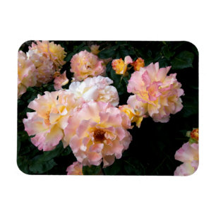 Roses Flowers , Pink Yellow Roses Magnet