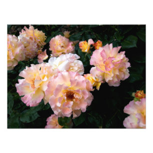 Roses Flowers , Pink Yellow Roses Photo Print