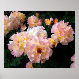 Roses Flowers , Pink Yellow Roses Poster