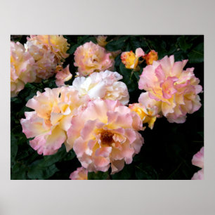 Roses Flowers , Pink Yellow Roses Poster