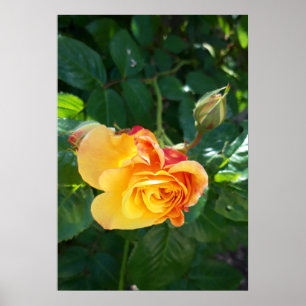Roses flowers poster