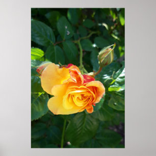 Roses flowers poster
