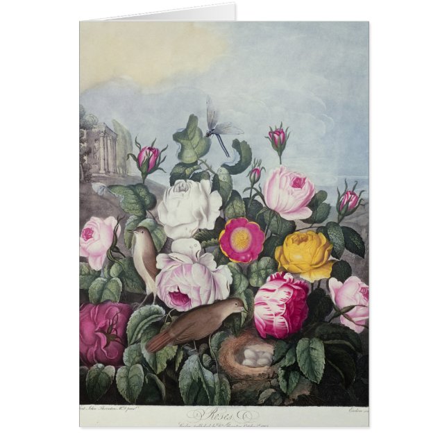 Roses, from 'The Temple of Flora' (Front)