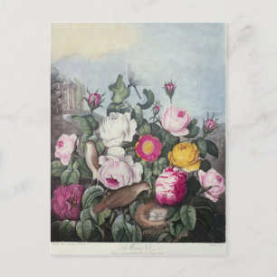 Roses, from 'The Temple of Flora' Postcard