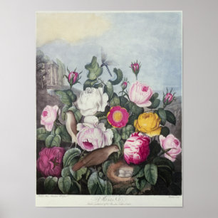 Roses, from 'The Temple of Flora' Poster