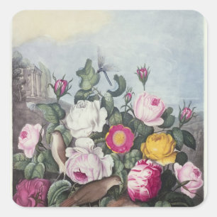 Roses, from 'The Temple of Flora' Square Sticker