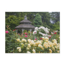 Roses in bloom and Gazebo Rose Garden at the