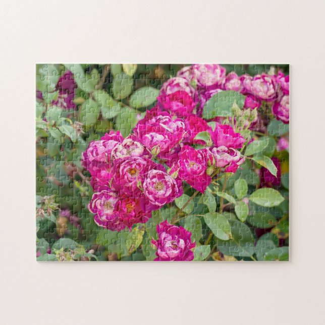 Roses In The Garden Jigsaw Puzzle (Horizontal)