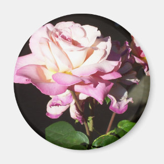 Roses Magnet