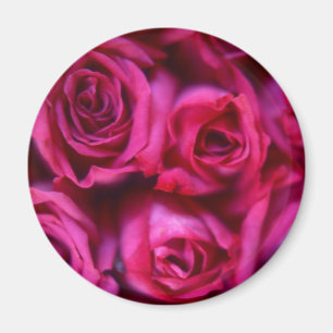 Roses Magnet