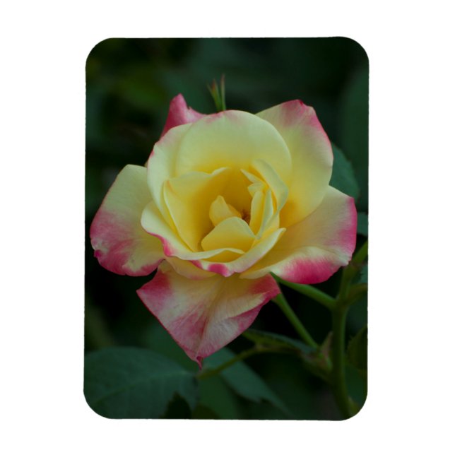 Roses mean Love! Magnet (Vertical)