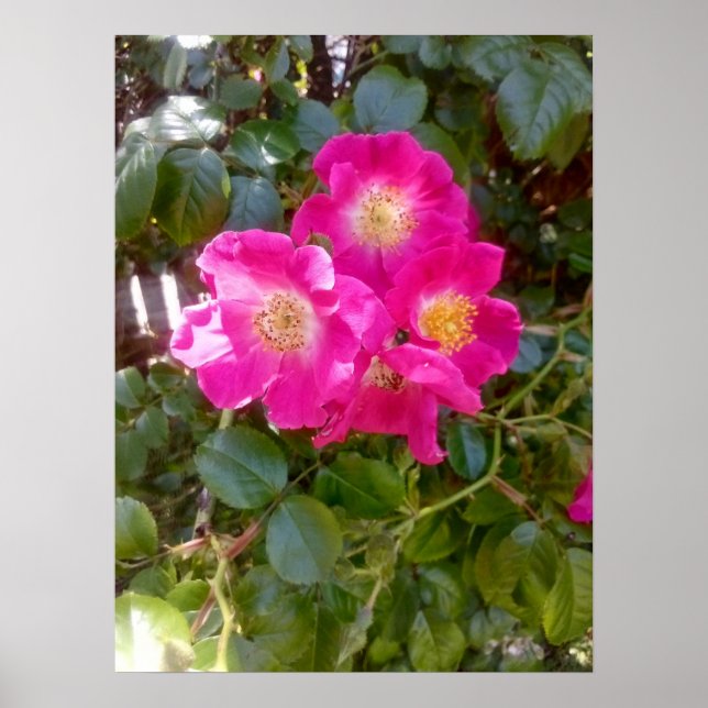Roses Photo  Poster (Front)