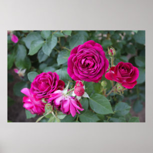 Roses Photo Poster