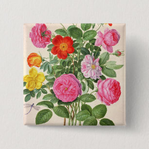Roses, plate 4 from the Nassau Florilegium (w/c on 15 Cm Square Badge