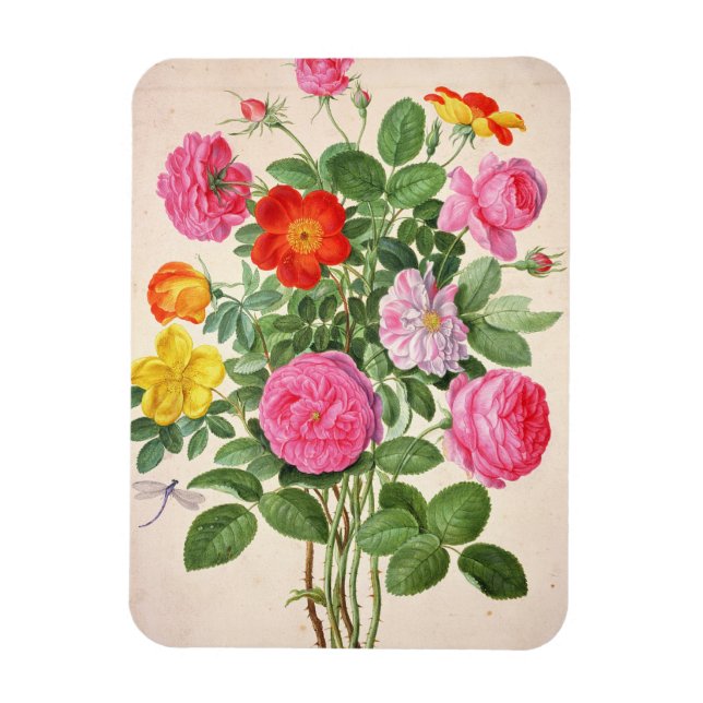 Roses, plate 4 from the Nassau Florilegium (w/c on Magnet (Vertical)