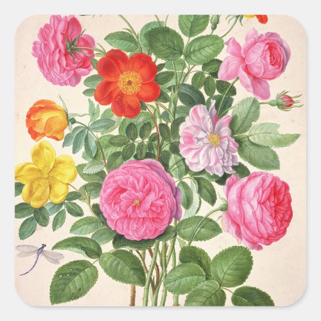Roses, plate 4 from the Nassau Florilegium (w/c on Square Sticker (Front)
