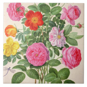 Roses, plate 4 from the Nassau Florilegium (w/c on Tile