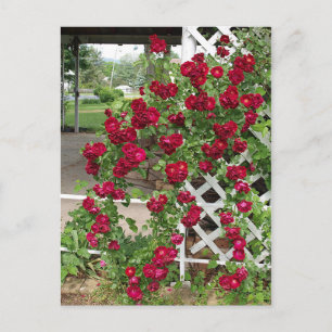 Roses Postcard