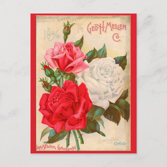 Roses Postcard (Front)