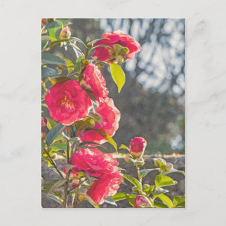 Roses  postcard
