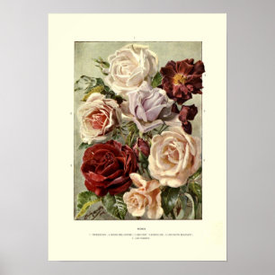 Roses Poster