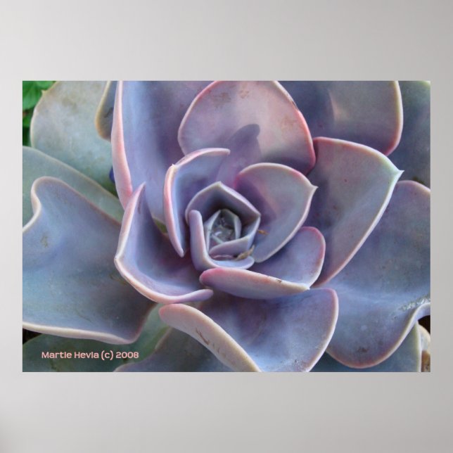 Rosette Succulent Beauty Poster (Front)