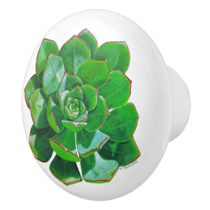 Rosette Succulent Ceramic Knob