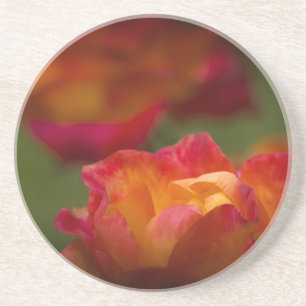 Rosey Coaster