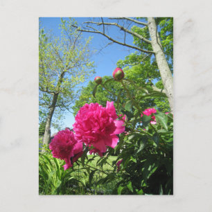 roseypeonies postcard