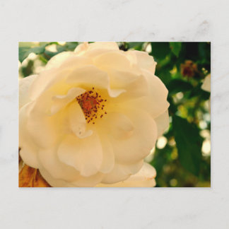 Rosie oh Rosie 2 Postcard