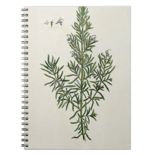 Rosmarinus Officinalis, from 'A Curious Herbal', 1 Notebook
