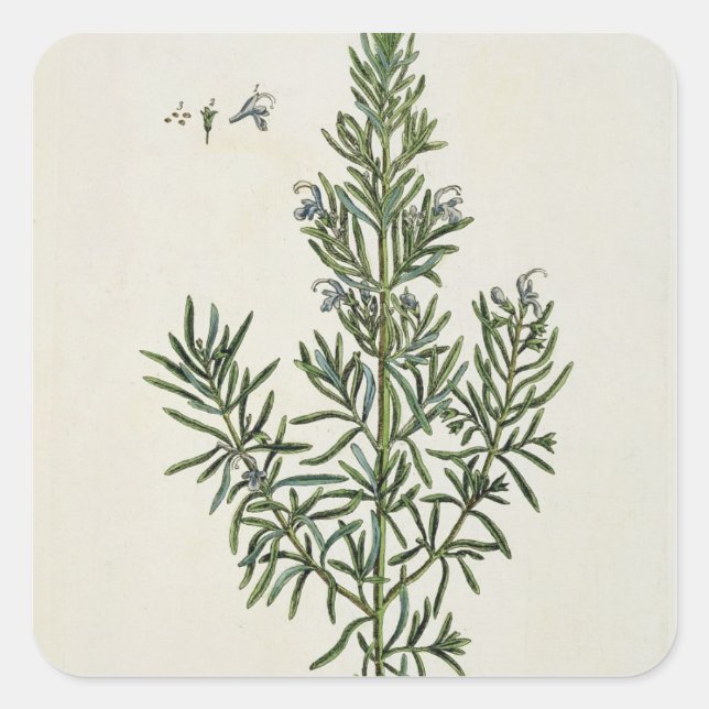 Rosmarinus Officinalis, from 'A Curious Herbal', 1 Square Sticker (Front)