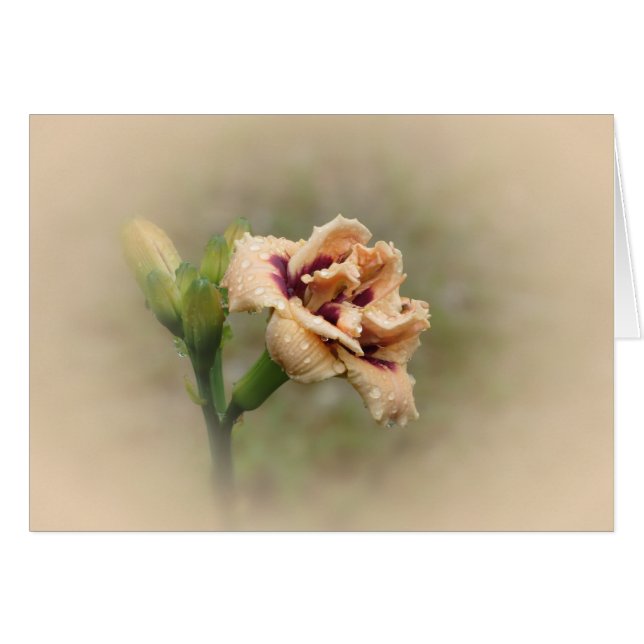 Roswitha - Daylily (Front Horizontal)