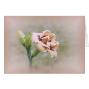 Roswitha Daylily Floral - Pastel