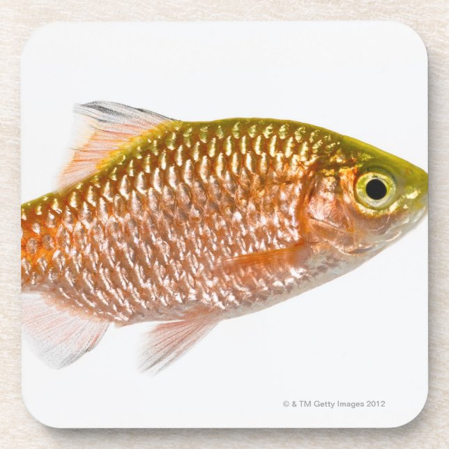 Rosy barb fish (Puntius conchonius) Coaster (Front)